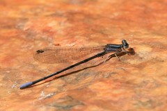Argia hinei
