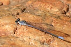 Argia hinei