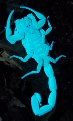 Centruroides guanensis