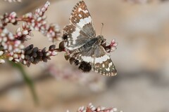 Heliopetes domicella