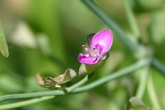 Dicliptera resupinata