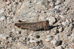 Rhammatocerus viatorius