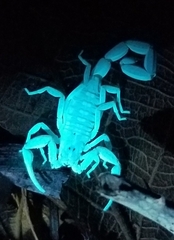 Centruroides guanensis