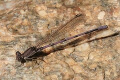 Argia pallens