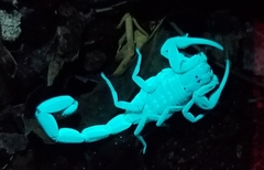 Centruroides guanensis