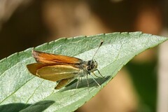 Ancyloxypha arene