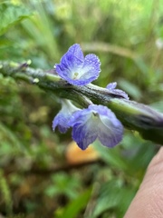 Stachytarpheta cayennensis