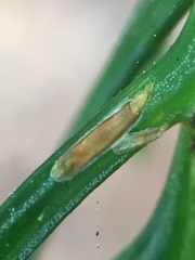 Lepidosaphes pallida