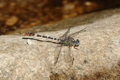 Erpetogomphus lampropeltis