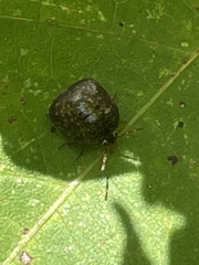 Megacopta punctatissima