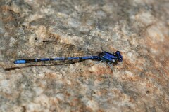 Argia extranea