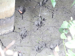 Alligator mississippiensis