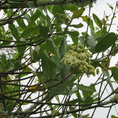 Viburnum tinoides