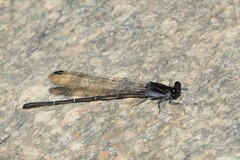 Argia tezpi