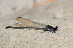 Argia tezpi