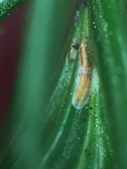 Lepidosaphes pallida