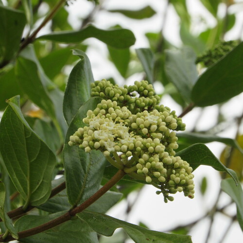 Viburnum tinoides, 2022-09-11
