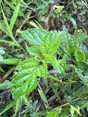Stachytarpheta cayennensis