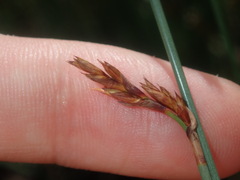 Machaerina juncea