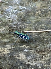 Cosmodela batesi