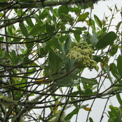 Viburnum tinoides