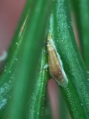 Lepidosaphes pallida