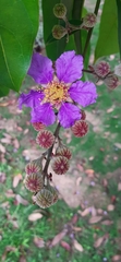 Lagerstroemia