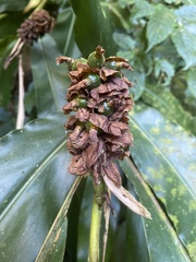 Alpinia