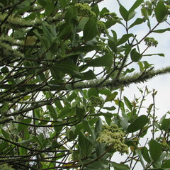 Viburnum tinoides