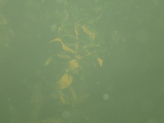 Potamogeton praelongus