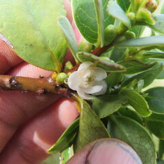 Symplocos theiformis