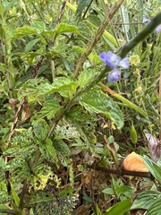 Stachytarpheta cayennensis
