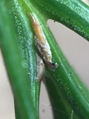 Lepidosaphes pallida