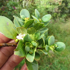 Symplocos theiformis