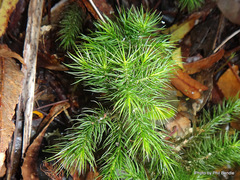 Dendroligotrichum tongariroense