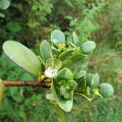 Symplocos theiformis