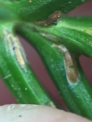 Lepidosaphes pallida