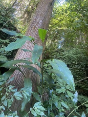 Alpinia