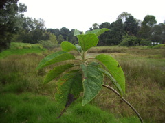 Verbesina crassiramea