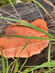 Trametes coccinea