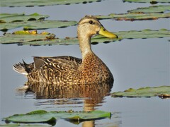 Anas platyrhynchos × fulvigula