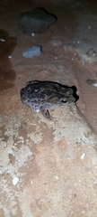 Rhinella major