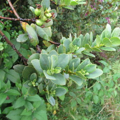 Symplocos theiformis