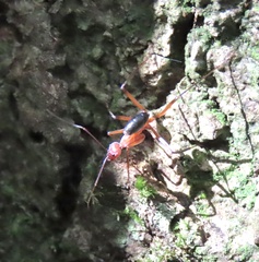 Leptomyrmex tibialis