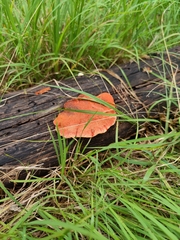 Trametes coccinea