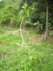 Verbesina crassiramea