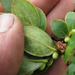 Symplocos theiformis