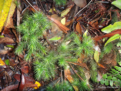 Dendroligotrichum tongariroense