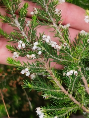 Erica lusitanica