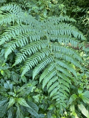 Diplazium viridissimum